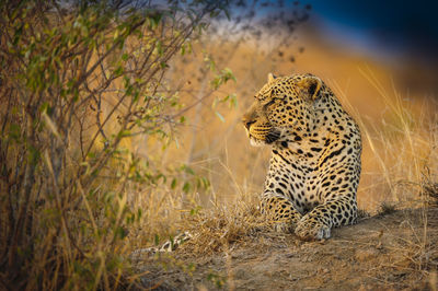 Close-up of leopard on grass