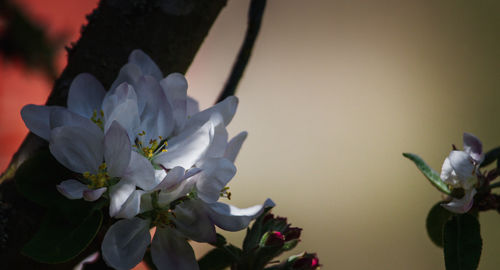 Close-up of fresh white flowers against blue sky