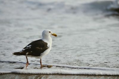 Close-up of seagull perching on beach