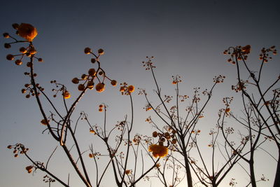 Low angle view of flowers on tree