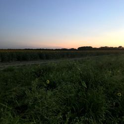 Scenic view of field against clear sky during sunset