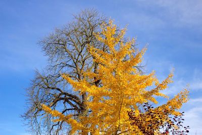 Low angle view of trees against blue sky