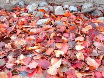 Full frame shot of leaves