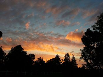 Silhouette of trees at sunset