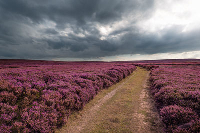 Scenic view of purple heather field against sky