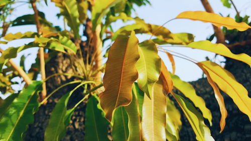 Close-up of plant