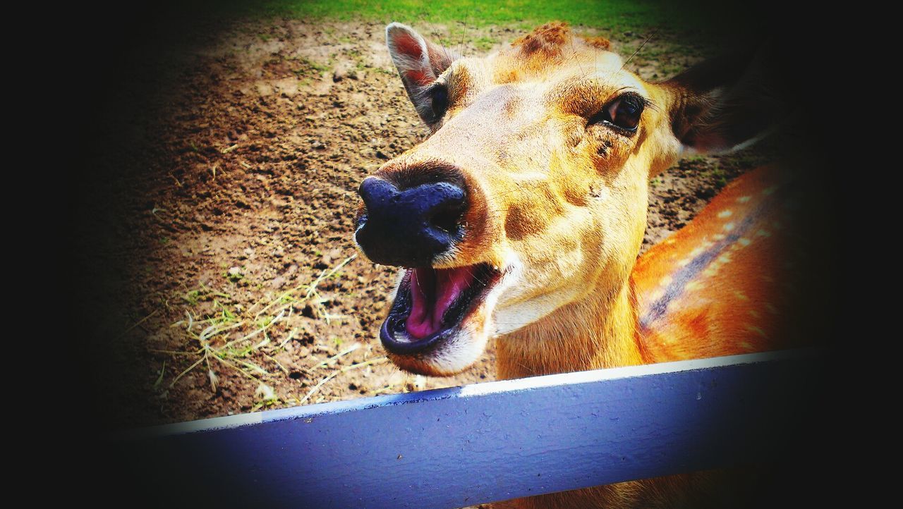 domestic animals, dog, pets, mammal, one animal, animal themes, indoors, auto post production filter, close-up, animal head, transfer print, no people, animal body part, sunlight, day, high angle view, vignette, relaxation, standing