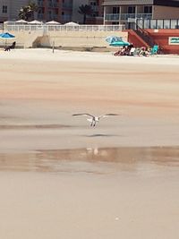 Seagull flying over a city