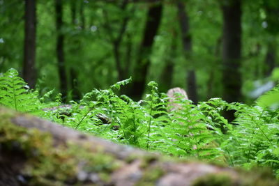 Fern in forest 