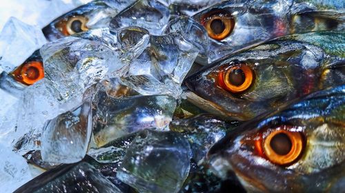 Frozen fish at the market