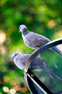 Close-up of bird perching on leaf