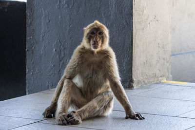 Portrait of lion sitting against wall