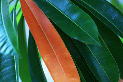 Close-up of fresh green leaves