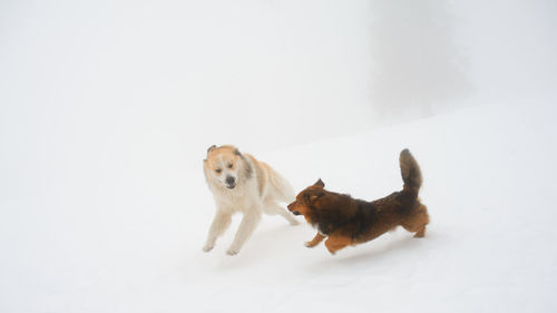 View of dogs on snow against white background