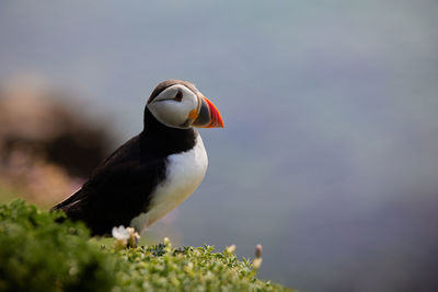 Puffin standing on a rock cliff . fratercula arctica