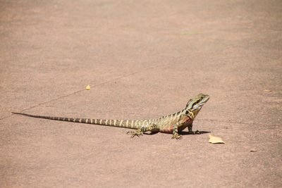 Close-up of lizard on ground