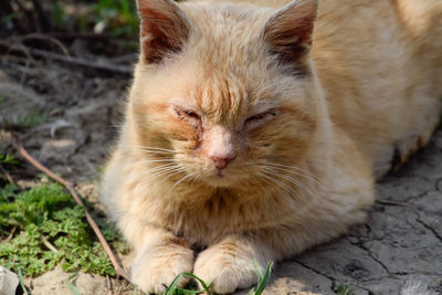 Close-up of a cat