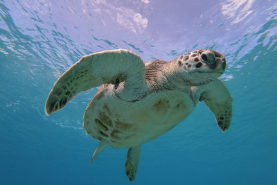 Close-up of turtle swimming in sea