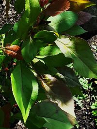 Close-up of fresh green leaves on plant