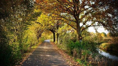 Road amidst trees in forest during autumn