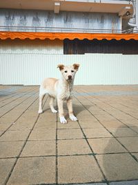 Portrait of dog standing on footpath