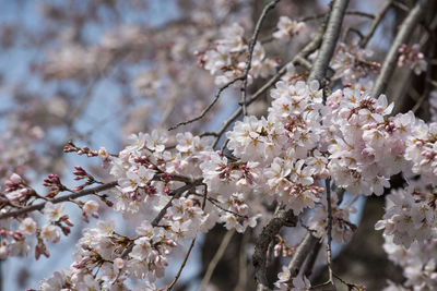 Close-up of cherry blossom tree