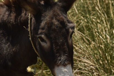 Close-up of a donkey  on field