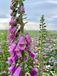 Close-up of pink flowering plant against sky