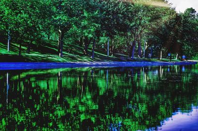 Scenic view of lake in forest