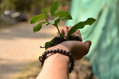 Close-up of hand holding plant