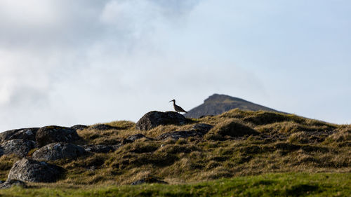 Low angle view of bird on rock against sky