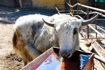 Close-up of a horse in pen