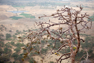 High angel view of bare tree