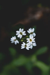 Close-up of white flowering plant