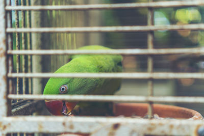 Close-up of lizard in cage