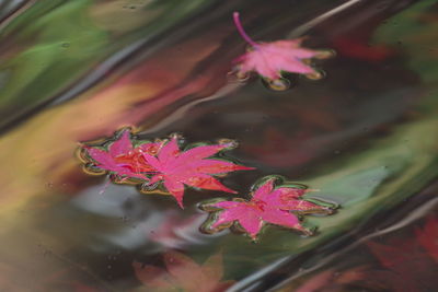 Close-up of maple leaves floating on lake