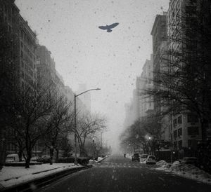 Park avenue during a blizzard with a bird flying through the snow