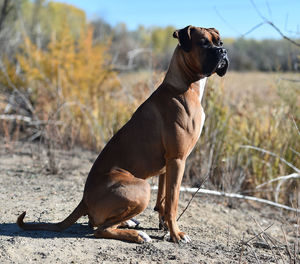 Close-up of a dog looking away on field