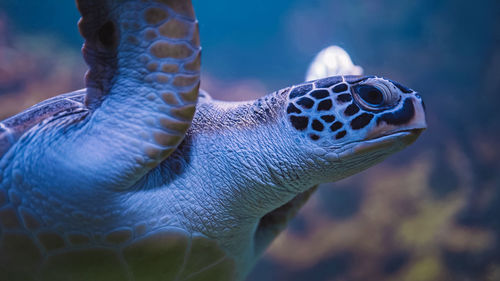 Close-up of turtle swimming in sea