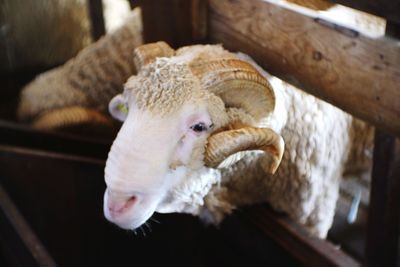 Close-up of cow in barn