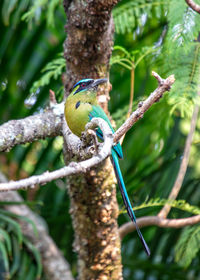 Close-up of bird perching on branch