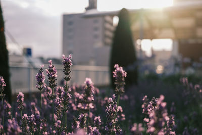 Close-up of purple flowering plants on field