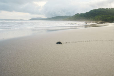 Scenic view of baby turtle in a beach against sky