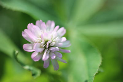 Close-up of pink flowering plant