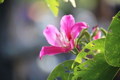 Close-up of pink flowering plant leaves