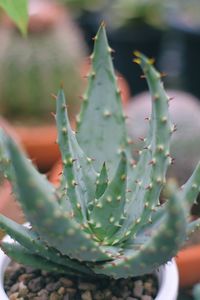 Close-up of prickly pear cactus