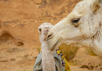 Camels in jordan wadi rum desert on red sand with baby and high mountains in the background