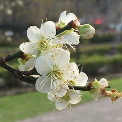 Close-up of white flowers on branch