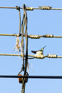 Low angle view of bird perching on cable against clear sky