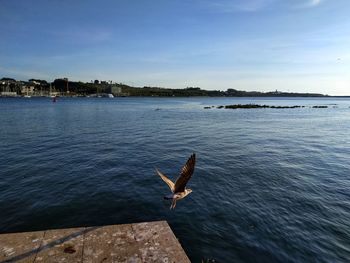 Seagull flying over sea against sky